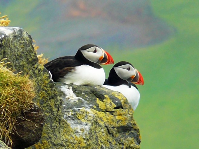 Puffins