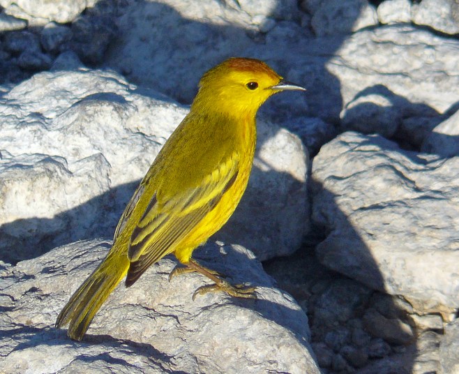 Yellow Warbler