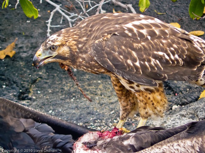 Galapagos Hawk with Prey