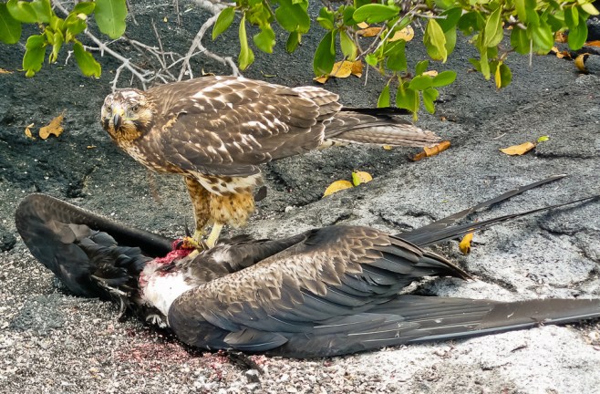 Galapagos Hawk with Prey