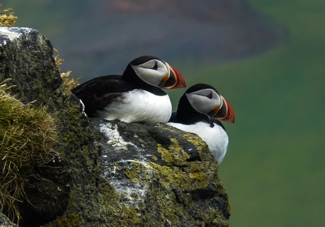Puffins
