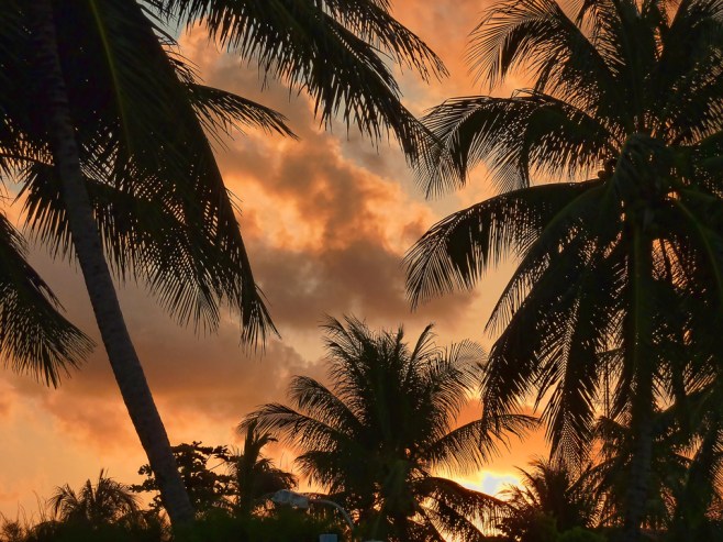 Sunset through Palms